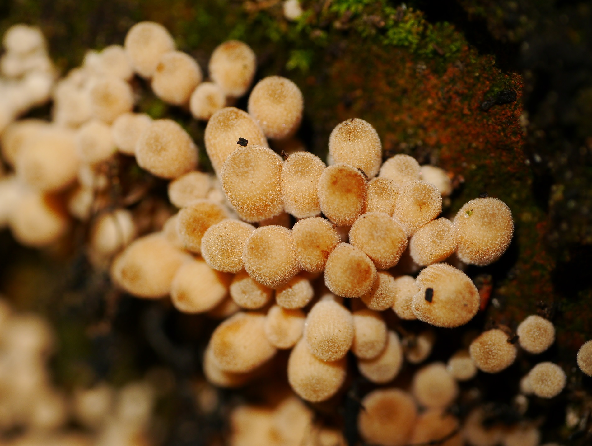 Welke paddenstoeltjes zijn dit?